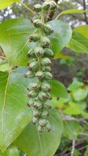 Populus trichocarpa Fruit